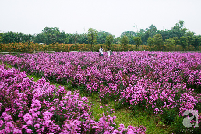 Cánh đồng thạch thảo tím lịm tim khiến giới trẻ Hà Nội mê mẩn - Ảnh 2.