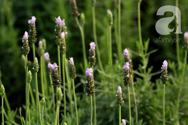 Không cần đi Tây, ở ngay Hà Nội cũng có vườn lavender tím rực khiến chị em ngất ngây - Ảnh 2.