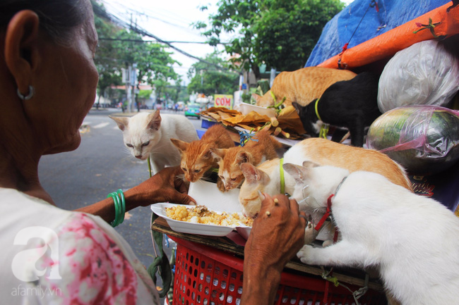 Không gia đình, cụ bà 87 tuổi ngủ lề đường chăm bẵm đàn con 20 chú mèo bị bỏ rơi giữa Sài Gòn - Ảnh 7.