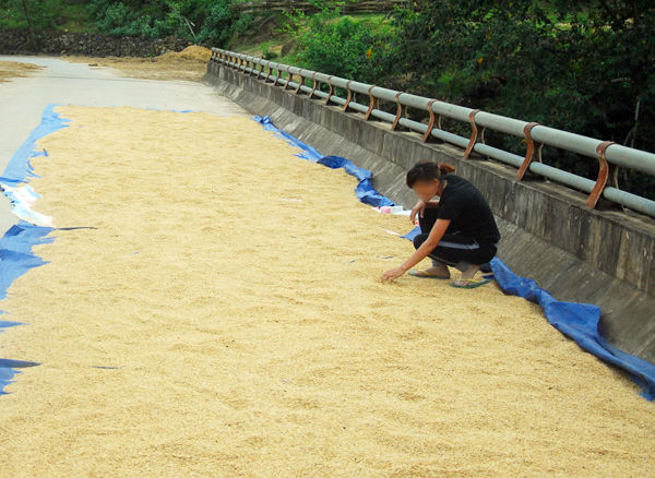 Than thở mẹ chồng bắt đi phơi thóc khi đang ở cữ, mẹ trẻ chẳng được bênh còn bị mắng - Ảnh 2.