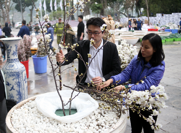 Hà Nội: 100% hoa tại lễ hội hoa anh đào Nhật Bản sắp diễn ra đều là thật - Ảnh 3.