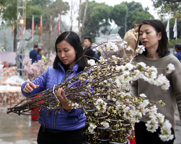 Hà Nội: 100% hoa tại lễ hội hoa anh đào Nhật Bản sắp diễn ra đều là thật - Ảnh 2.