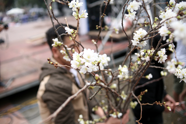 Hà Nội: 100% hoa tại lễ hội hoa anh đào Nhật Bản sắp diễn ra đều là thật - Ảnh 6.