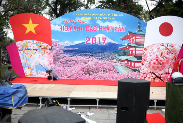 Hà Nội: 100% hoa tại lễ hội hoa anh đào Nhật Bản sắp diễn ra đều là thật - Ảnh 14.