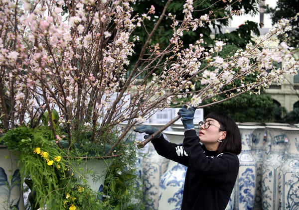 Hà Nội: 100% hoa tại lễ hội hoa anh đào Nhật Bản sắp diễn ra đều là thật - Ảnh 1.