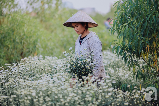 Mùa đông đến Hà Nội rồi, cứ nhìn những bông cúc họa mi tinh khôi xuống phố thì rõ - Ảnh 9.