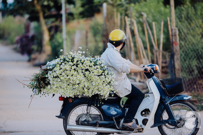 Mùa đông đến Hà Nội rồi, cứ nhìn những bông cúc họa mi tinh khôi xuống phố thì rõ - Ảnh 4.