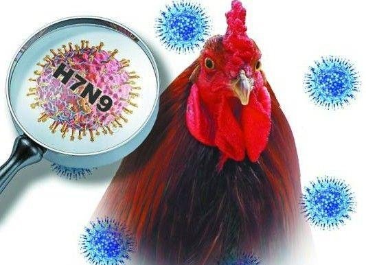 Chủng virus cúm gia cầm H7N9 đang có sự biến đổi nguy hiểm hơn, người hay ăn thịt gà cần lưu ý những gì? - Ảnh 1.