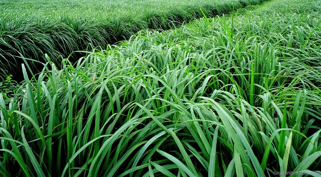 H&atilde;y trang bị trong nh&agrave; một nắm l&aacute; sả để chống muỗi v&agrave; chế th&agrave;nh thuốc chữa ti tỉ thứ bệnh  - Ảnh 1.