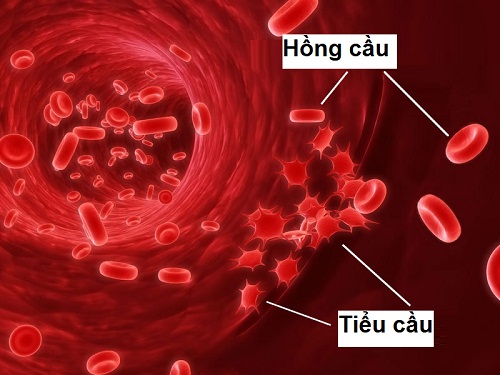 Đây là những thực phẩm tăng cường lượng tiểu cầu trong máu tự nhiên nhất bạn có thể áp dụng - Ảnh 1.