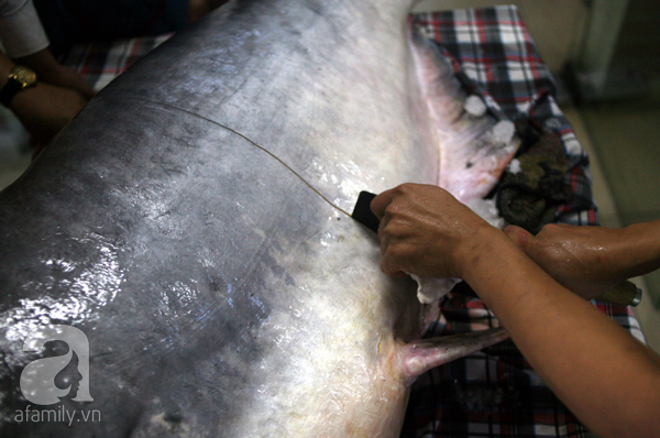 Nhà giàu Hà Nội bỏ cả trăm triệu mua cá khổng lồ về ăn Tết - Ảnh 8.