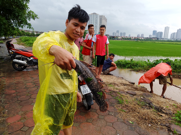 Sau mưa bão, người Hà Nội cất vó đánh cá cạnh các Khu đô thị mới - Ảnh 15.