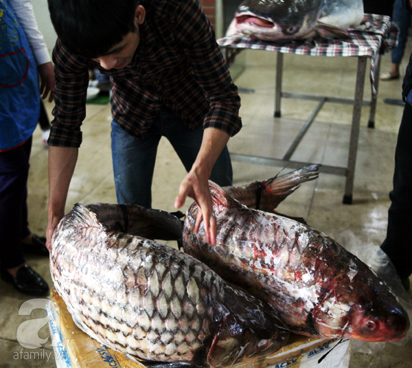 Nhà giàu Hà Nội bỏ cả trăm triệu mua cá khổng lồ về ăn Tết - Ảnh 13.