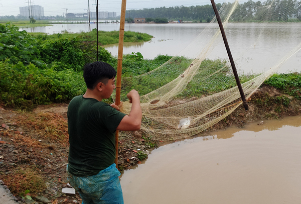 Sau mưa bão, người Hà Nội cất vó đánh cá cạnh các Khu đô thị mới - Ảnh 12.