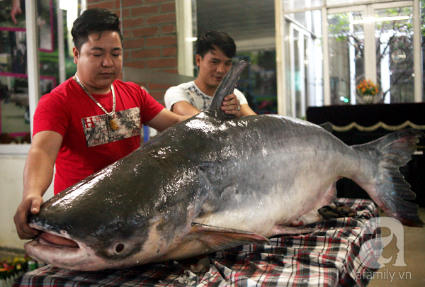 Nhà giàu Hà Nội bỏ cả trăm triệu mua cá khổng lồ về ăn Tết - Ảnh 1.