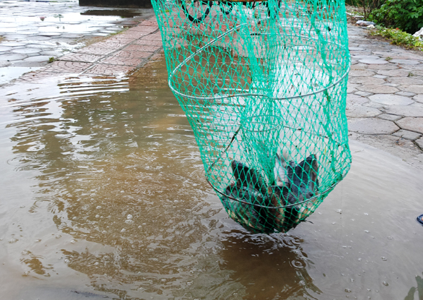 Sau mưa bão, người Hà Nội cất vó đánh cá cạnh các Khu đô thị mới - Ảnh 6.