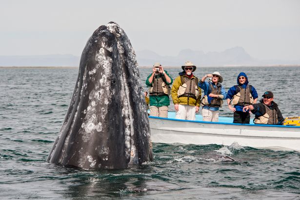 Hình ảnh cực lạ, cá voi khổng lồ ngoi lên mặt nước để được du khách vuốt ve - Ảnh 4.