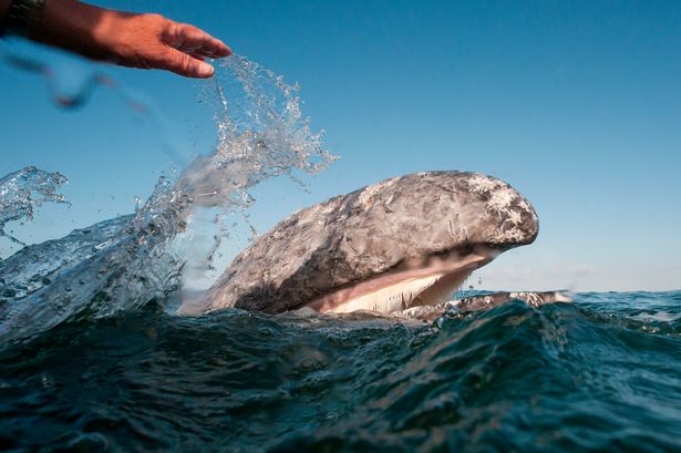 Hình ảnh cực lạ, cá voi khổng lồ ngoi lên mặt nước để được du khách vuốt ve - Ảnh 3.