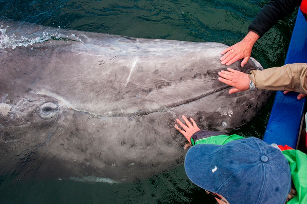 Hình ảnh cực lạ, cá voi khổng lồ ngoi lên mặt nước để được du khách vuốt ve - Ảnh 7.