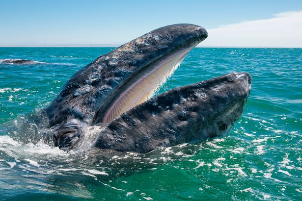 Hình ảnh cực lạ, cá voi khổng lồ ngoi lên mặt nước để được du khách vuốt ve - Ảnh 5.