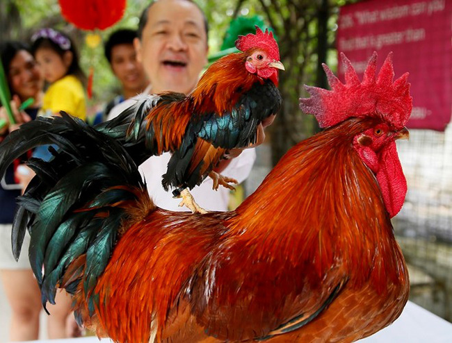 Chùm ảnh: Những khoảnh khắc ấn tượng chào đón năm con gà nhiều nước trên thế giới - Ảnh 1.