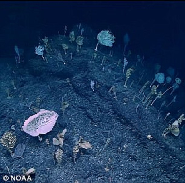 Không thể tin dưới đáy biển sâu 2000m có một khu rừng kỳ lạ thế này - Ảnh 4.