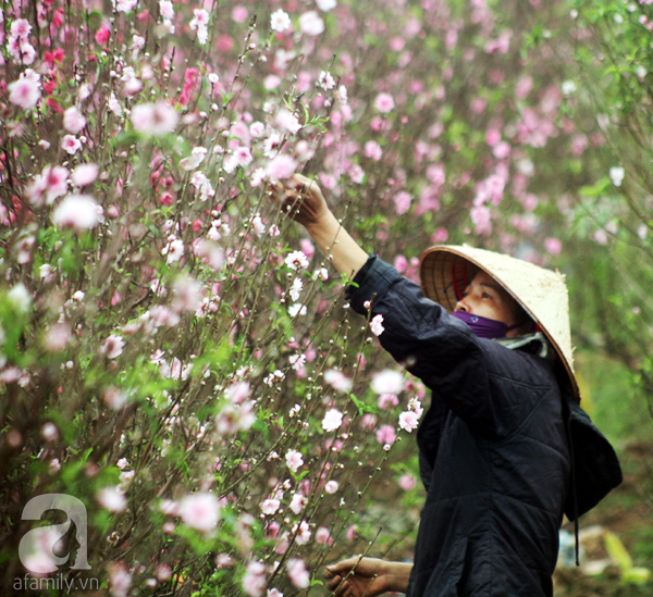 Chưa Tết, đào Nhật Tân đã bung nở: Người tươi cười chụp ảnh, người ôm cây khóc ròng - Ảnh 11.