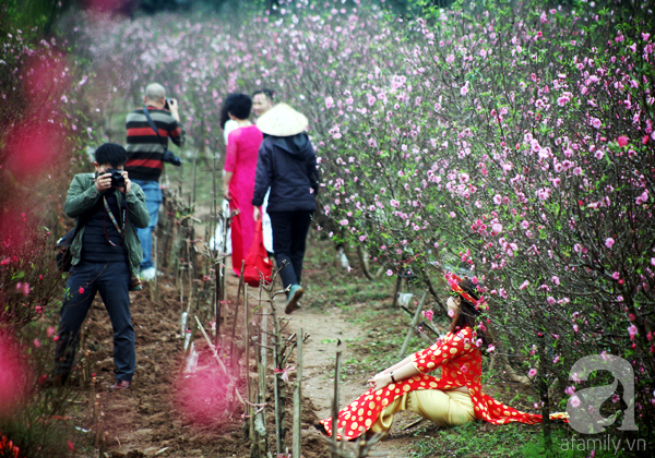 Chưa Tết, đào Nhật Tân đã bung nở: Người tươi cười chụp ảnh, người ôm cây khóc ròng - Ảnh 8.