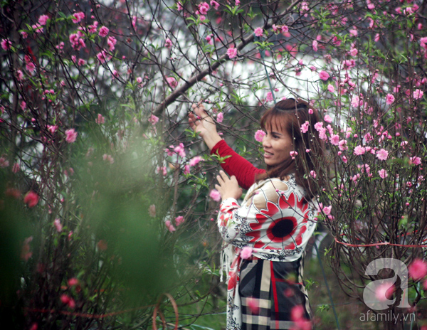 Chưa Tết, đào Nhật Tân đã bung nở: Người tươi cười chụp ảnh, người ôm cây khóc ròng - Ảnh 3.
