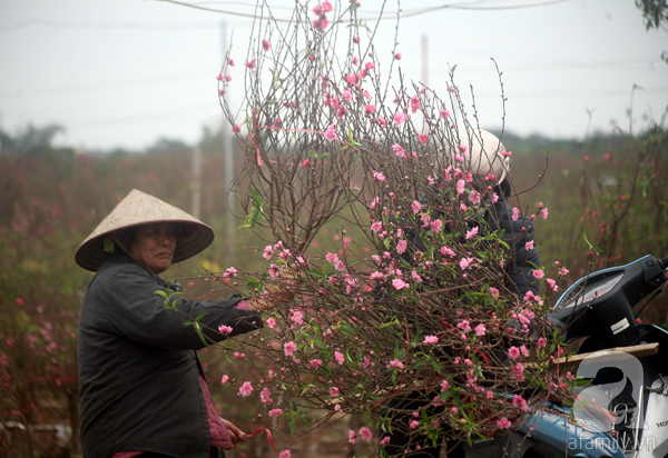 Chưa Tết, đào Nhật Tân đã bung nở: Người tươi cười chụp ảnh, người ôm cây khóc ròng - Ảnh 12.