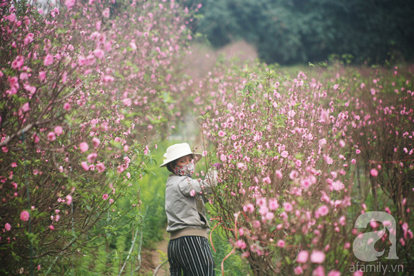 Chưa Tết, đào Nhật Tân đã bung nở: Người tươi cười chụp ảnh, người ôm cây khóc ròng - Ảnh 10.