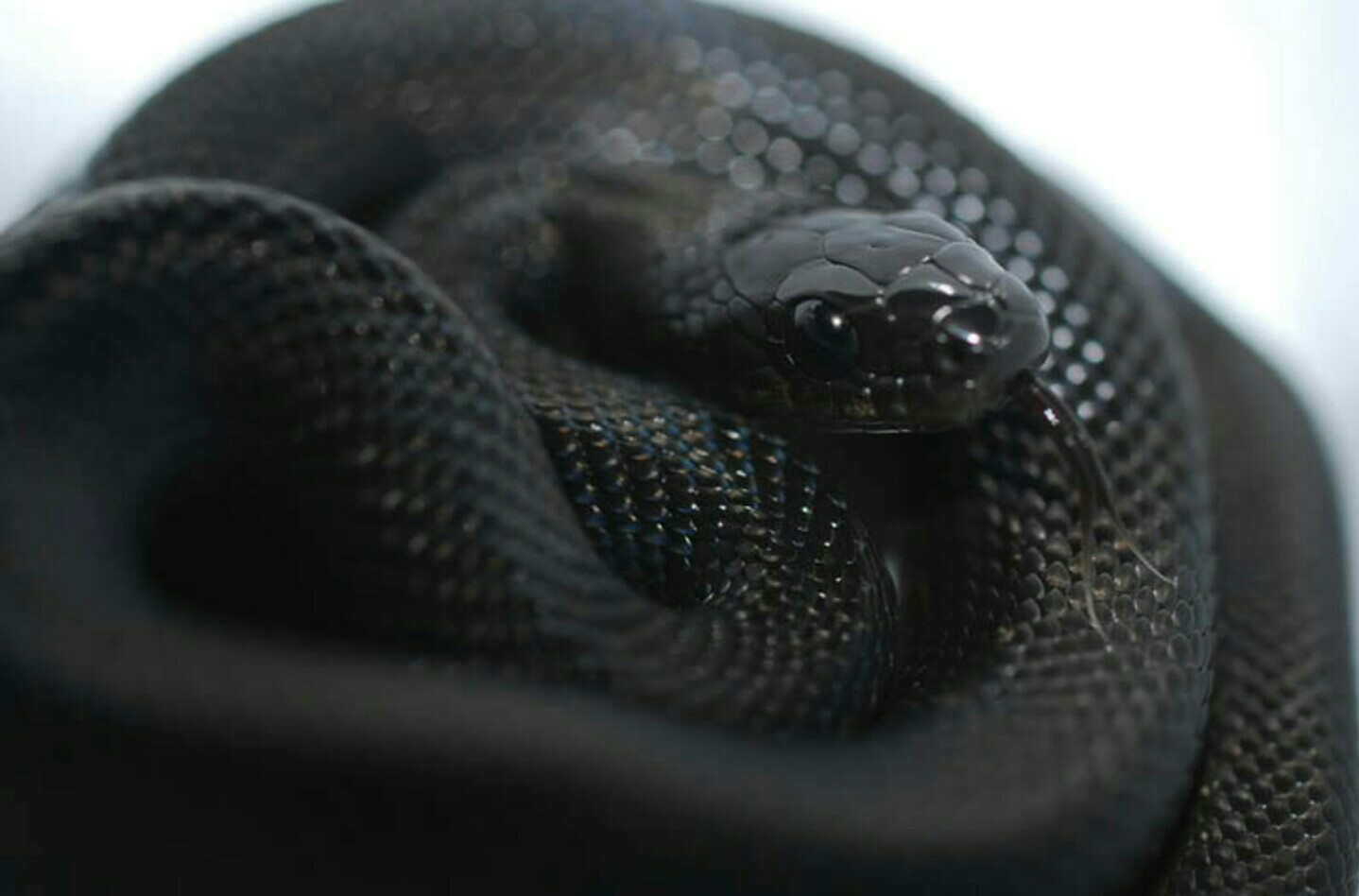 Những con vật đen to&agrave;n tập kh&ocirc;ng phải ai cũng c&oacute; cơ hội chi&ecirc;m ngưỡng - Ảnh 2.