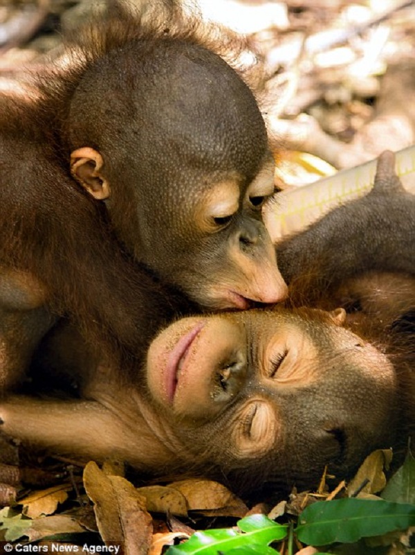 Những hình ảnh hơn vạn lời nói cho thấy động vật cũng có tình yêu ...