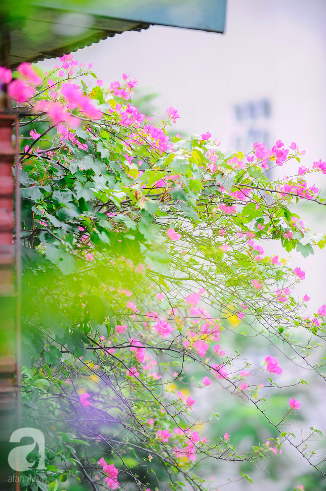 Có một Hà Nội mong manh trong nắng hè, bên những giàn hoa giấy xinh yêu - Ảnh 7.