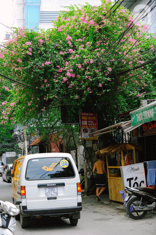 Có một Hà Nội mong manh trong nắng hè, bên những giàn hoa giấy xinh yêu - Ảnh 17.