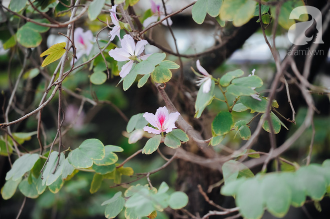 17 ngày nữa là hết năm, người Hà Nội ngỡ ngàng bắt gặp hoa ban trái mùa khoe sắc trong giá rét - Ảnh 6.