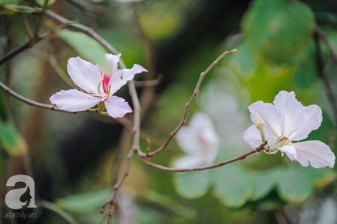 17 ngày nữa là hết năm, người Hà Nội ngỡ ngàng bắt gặp hoa ban trái mùa khoe sắc trong giá rét - Ảnh 3.