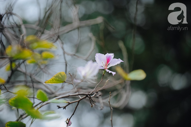 17 ngày nữa là hết năm, người Hà Nội ngỡ ngàng bắt gặp hoa ban trái mùa khoe sắc trong giá rét - Ảnh 5.