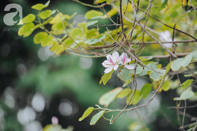 17 ngày nữa là hết năm, người Hà Nội ngỡ ngàng bắt gặp hoa ban trái mùa khoe sắc trong giá rét - Ảnh 1.