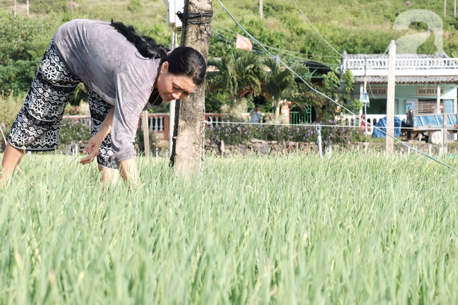 Quên chốn thành thị xô bồ mệt mỏi, giấu mình vào nhịp sống thong thả trên vương quốc tỏi đầy nắng gió Lý Sơn - Ảnh 8.