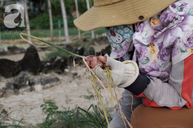 Quên chốn thành thị xô bồ mệt mỏi, giấu mình vào nhịp sống thong thả trên vương quốc tỏi đầy nắng gió Lý Sơn - Ảnh 13.