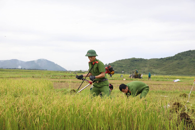 Hình ảnh đẹp: Công an miền Trung giúp dân gặt lúa chạy bão số 10 - Ảnh 1.