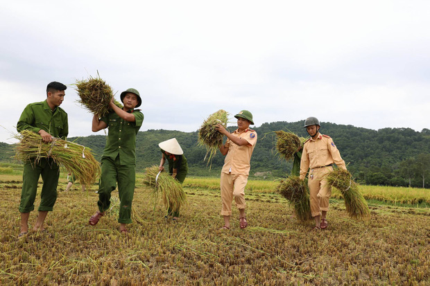 Hình ảnh đẹp: Công an miền Trung giúp dân gặt lúa chạy bão số 10 - Ảnh 2.