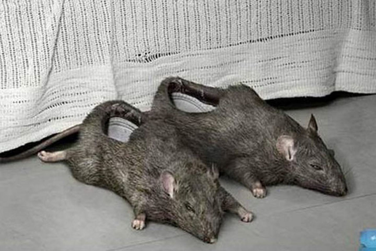 Тапочки крысы