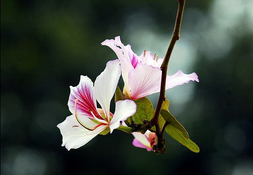 Hoa ban đâu chỉ tô điểm vẻ đẹp tháng 3, bạn hoàn toàn có thể tận dụng loại hoa này để chữa bệnh - Ảnh 2.