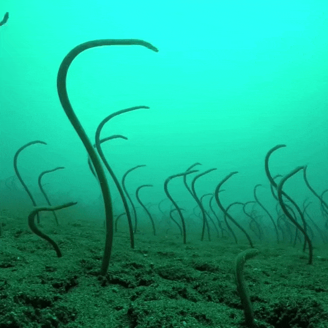 15 khoảnh khắc chứng minh đại dương ẩn chứa thật nhiều thứ đáng sợ - Ảnh 14.