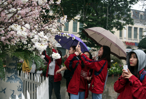 Người dân Thủ đô đội mưa lạnh đi ngắm hoa anh đào tại lễ hội - Ảnh 1.