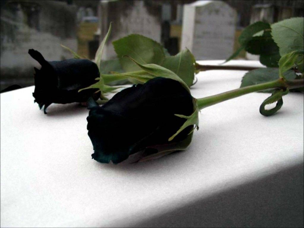 100+ hình ảnh hoa hồng đen buồn với sắc đen đầy sắc thái