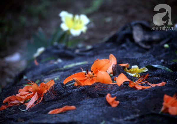 Hà Nội: Nông dân Tây Tựu phát khóc vì hoa ly nở sớm, rụng đỏ ruộng trước Tết - Ảnh 11.