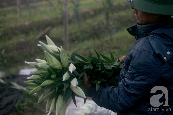 Hà Nội: Nông dân Tây Tựu phát khóc vì hoa ly nở sớm, rụng đỏ ruộng trước Tết - Ảnh 15.